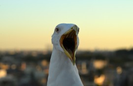 A seagull is pictured at sunset. AFP/Tiziana Fabi