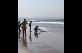 Black Mamba in Durban