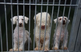 File: Dogs in a shelter. Varuth Hirunyatheb/Bangkok Post via AFP
