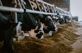 File: Cows eating soybean meal. Pat Batard/Hans Lucas via AFP