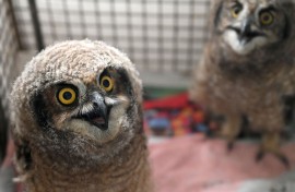 File: Spotted-eared owl chicks. Gallo Images/Beeld/Deaan Vivier