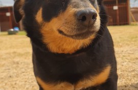 Dog looking for new owner