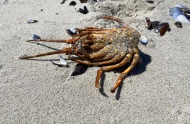 Residents were warned against eating dead mussels, whelks and shellfish that washed ashore. eNCA/Kevin Brandt