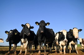 File: A herd of dairy cows. AFP/Justin Tallis