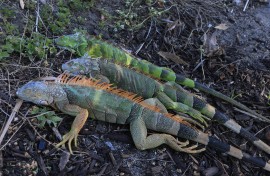 Cold-stunned green iguanas lay on the ground in Miami Beach, Florida. Joe Raedle/Getty Images via AFP