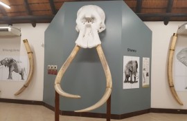 Kruger Park Elephant Hall