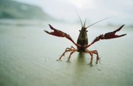 Crayfish on a beach. GettyImages/Ragnar Schmuck