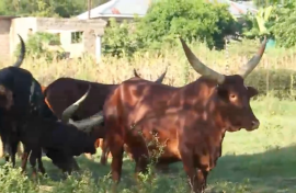 Luxury meets tradition in colourful Limpopo 