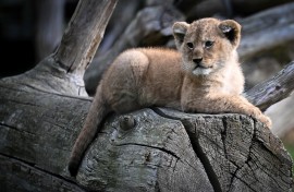 File: A lion cub. AFP/Lou Benoist