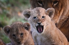 SAPS clerk charged over attempt to sell lion cubs