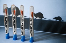 Hantavirus 2