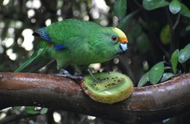 Nacho, part of a breeding pair of the rare New Zealand kakariki karaka parakeets. AFP/Leigh Percasky/The Isaac Conservation and Wildlife Trust