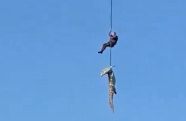 The crocodile being transported.