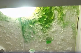 Green mold in one of the bathrooms.