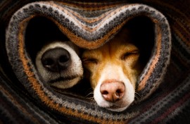 A couple of dogs sleeping together under a blanket. GettyImages/damedeeso