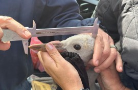 hands measuring the bird head