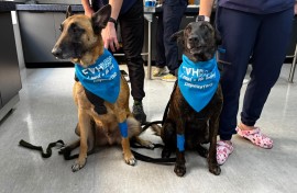 Twee honde sit op leiband