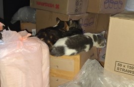 Cats lying on top of boxes. eNCA/Aviwe Mtila