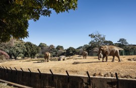 Johannesburg Zoo's remaining elephants