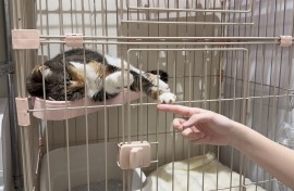 A cat is seen at a MOFF facility in Hiroshima after it was rescued from a MOFF cat cafe. AFP/MOFF Corporation