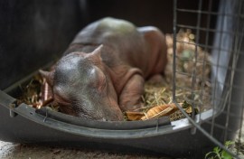 A newborn hippopotamus rescued by fishermen in a rural area before being handed over to the Cornare environmental authority for transport. AFP/Cornare