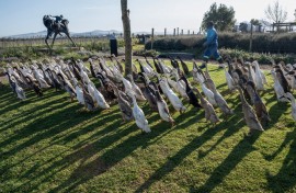 Indian Runner Ducks