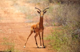 antelope standing on a dirt road