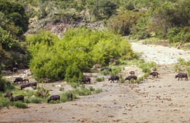 A buffalo herd crossing dry riverbed in the Kruger National Park. Patrice Correia/Biosphoto via AFP