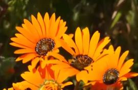Stop and smell the fynbos as flower season opens at the West Coast National Park near Saldanha Bay.