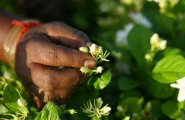 Jasmine's fragrant flowers have been used for millennia in India to honour the gods, and the scent is a key part of world-famous perfumes