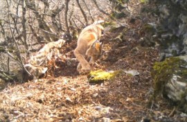 Stray dogs threaten rare Balkan lynx