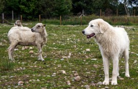 A young Maremma sheep dog stands by a sheep as it is trained to protect livestock from the threat of Sea Eagles