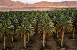 A date palm plantation that is irrigated with a mix of groundwater and wastewater