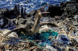 Without further mitigation and clean-up, the lingering plastic litter could double within two decades, according to the study's authors.