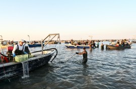 The blue crab risks putting Italian clam and mussel farmers out of business