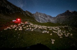 Swiss NGO OPPAL has enlisted hundreds of volunteers this summer to chase predatory wolves away from grazing livestock