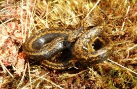 A specimen of a previously unknown species of snake that has been named after the actor Harrison Ford 