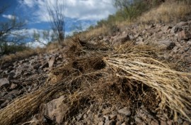 Dried buffelgrass, an invasive species that leads to faster growing wildfires, is seen on the side of a hill near a trail in Tucson, Arizona