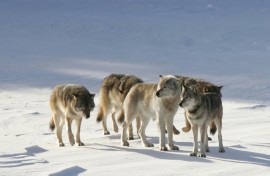 The wolf M93, nicknamed 'Old Gray Guy' by researchers, stands out amid other pack members with his distinctive lighter color
