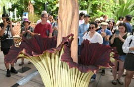 Blooming smelly: The corpse flower is a thing of beauty to look at, but -- whoa! -- that stench!