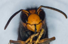 The Asian hornet has spread to Europe and the US, probably in freight cargo