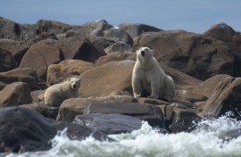 Although polar bears have had endangered species protections since 2008, a long-standing legal opinion prevents climate considerations from affecting decisions on whether to grant permits to new fossil fuel projects.
