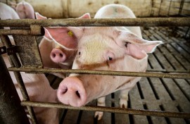 Researchers from the Guangzhou Institutes of Biomedicine and Health have grown human-like kidneys in pigs