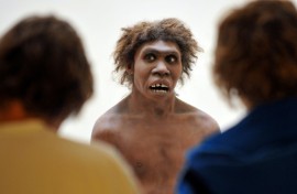 Neanderthals (model pictured here) and modern humans could have spilt from a shared ancestor, a study suggests