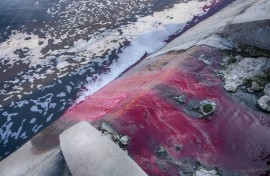 Waste from textile factories is released in a river in India