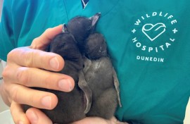 Chicks younger than five days reared at Dunedin Wildlife Hospital, away from the risk of infection