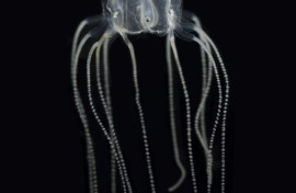 The jellyfish get by alright with far fewer neurons than tiny fruit flies have in their brains