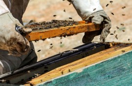 Rising temperatures and desertification have taken a toll on Syria's greenery, destroying many of the plants on whose flowers the bees feed