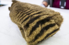 The last known living Tasmanian tiger, a carnivorous marsupial, died in captivity in 1936 at the island's Beaumaris Zoo