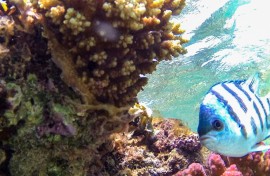 Coral is threatened globally by rising sea temperatures caused by climate change